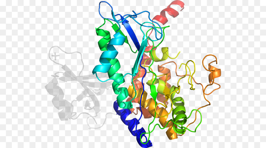 Estructura De La Proteína，Molécula PNG