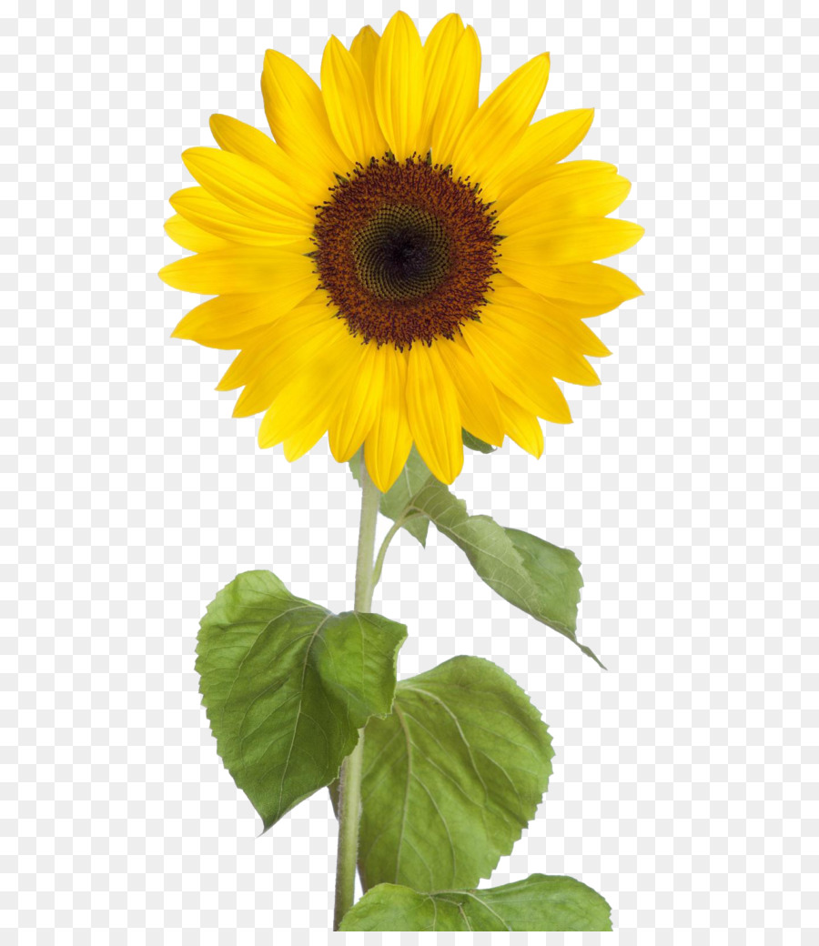 Girasol，Planta PNG