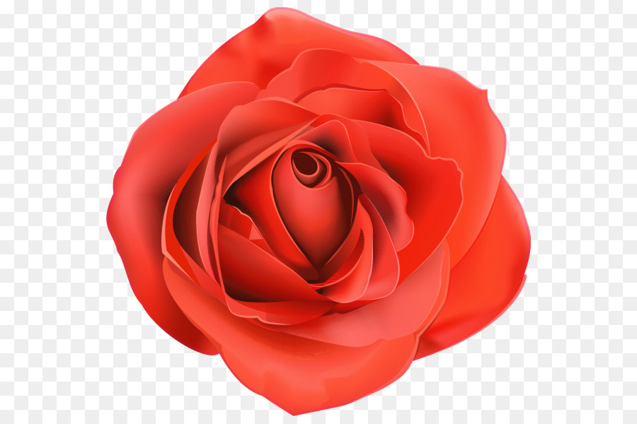 Rosa Roja，Florecer PNG