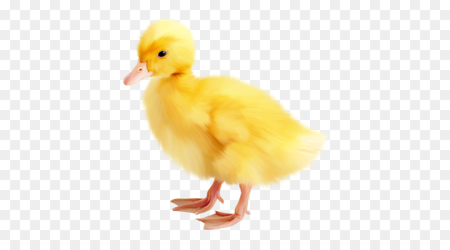 Patito Amarillo，Pato PNG