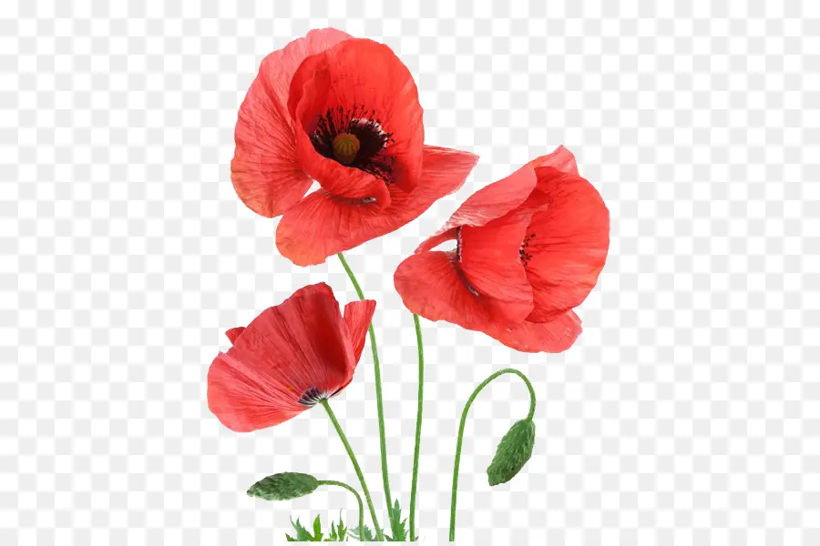 Amapolas，Rojo PNG