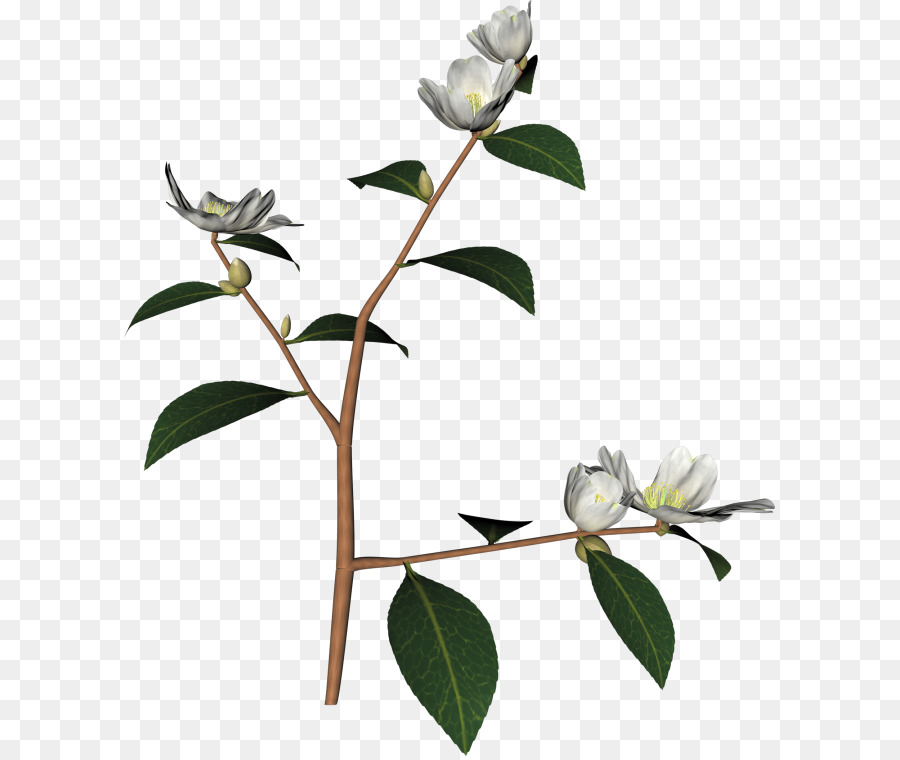 Flores，Florecer PNG