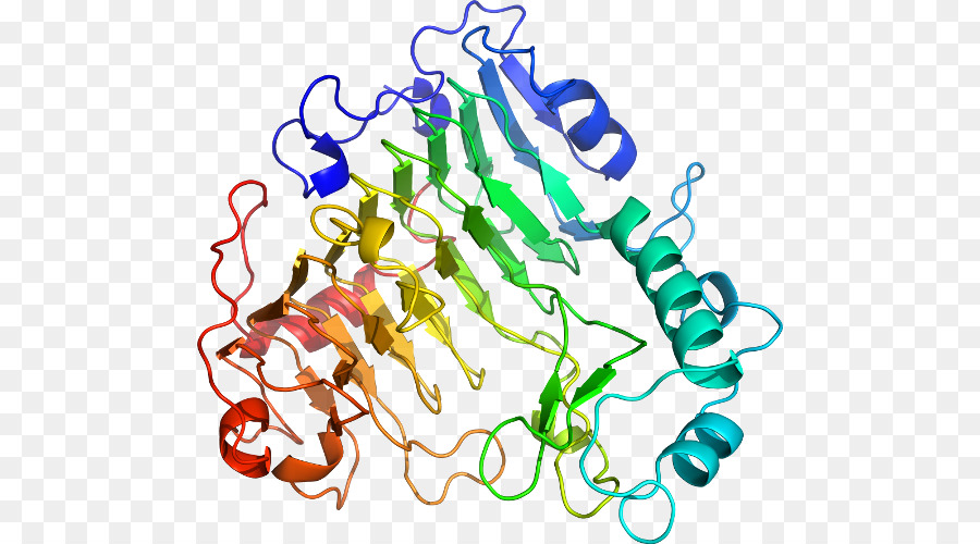 Estructura De La Proteína，Molécula PNG