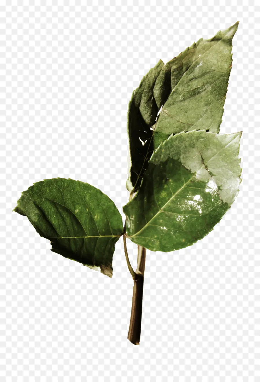 Hojas Verdes，Planta PNG