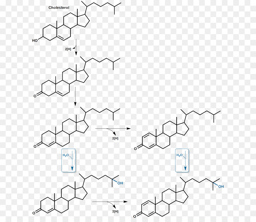 Esteroide，Hormona PNG