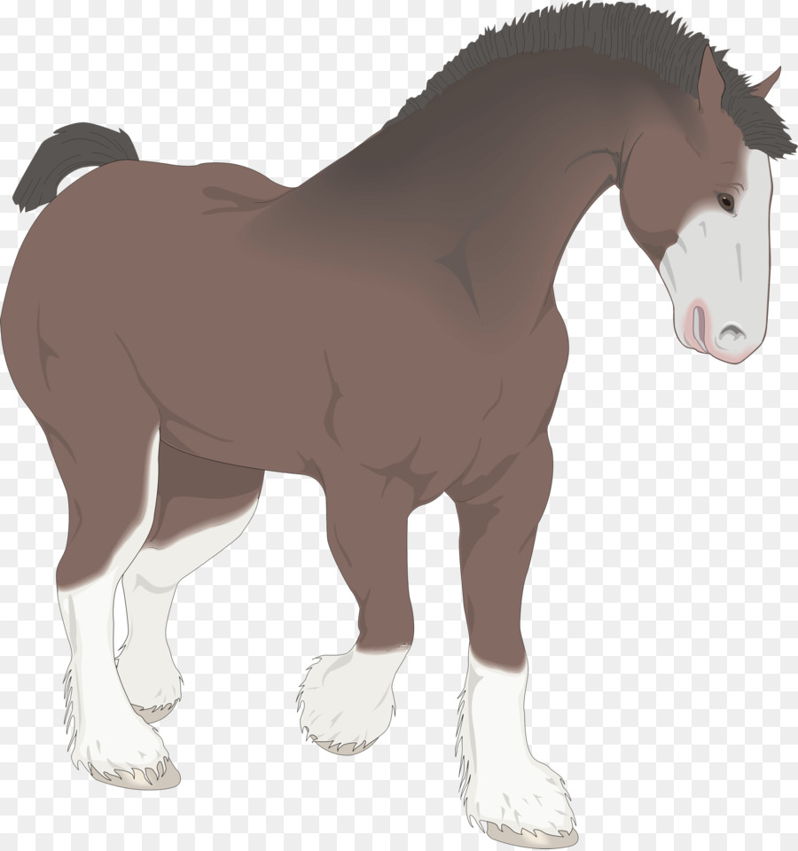 Caballo，Equino PNG