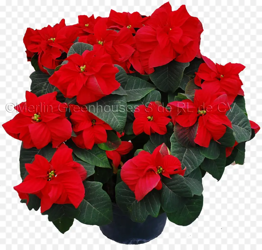 Flor De Pascua，Flor PNG