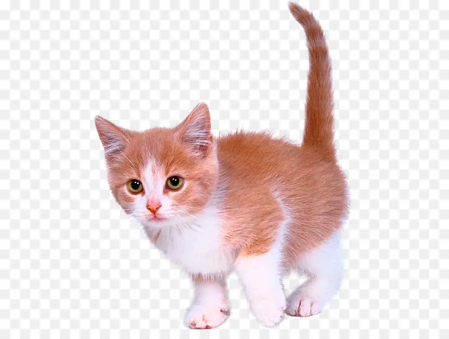 Cuidado De Mascotas，Gatito PNG