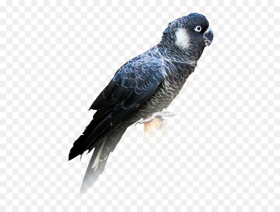 Pájaro，Cacatúa PNG