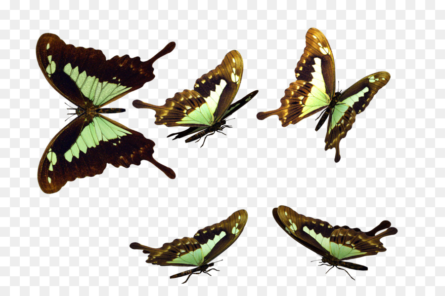 Mariposas，Vistoso PNG