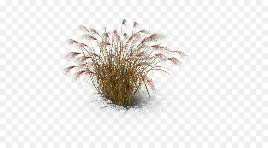 Chinese Silver Grass，Miscanthus Giganteus PNG