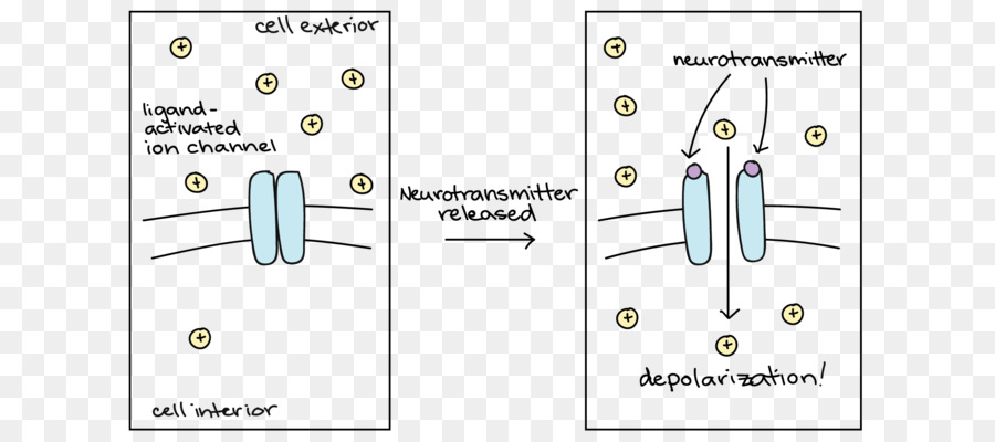 Neurotransmisor，Diagrama De PNG