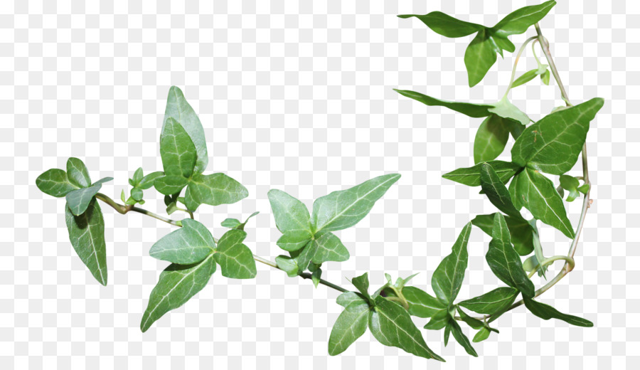 Hoja，Verde PNG