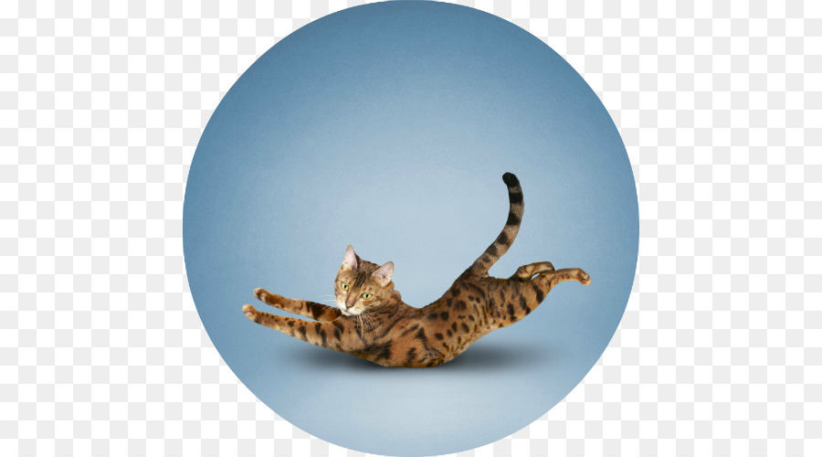 Gato Saltando，Felino PNG