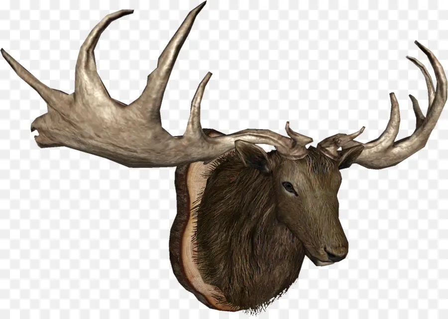 Elk，Alce PNG