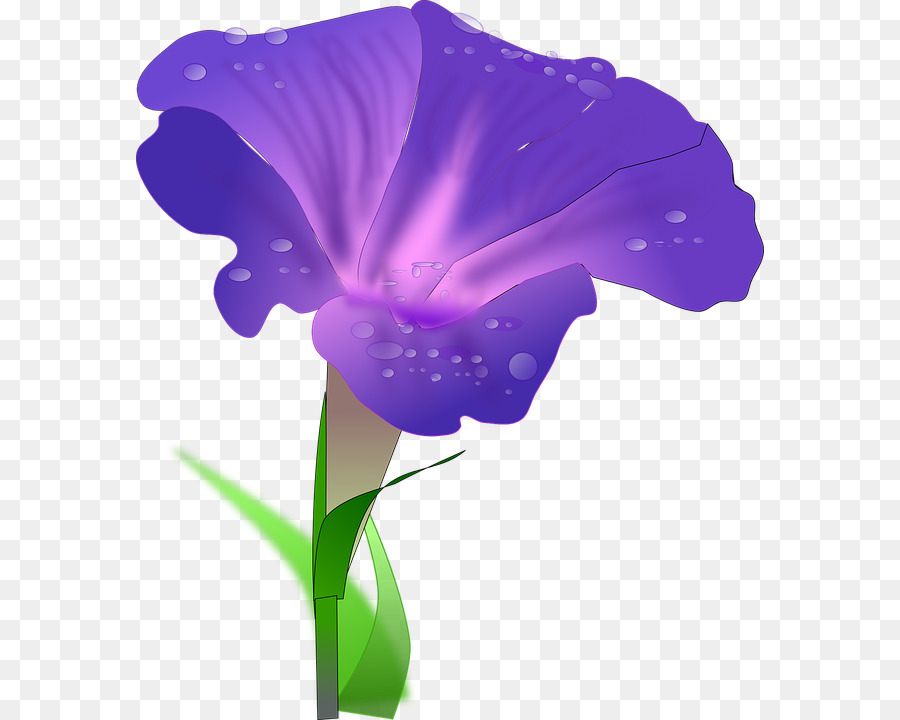 Gloria De La Mañana，Ipomoea Purpurea PNG