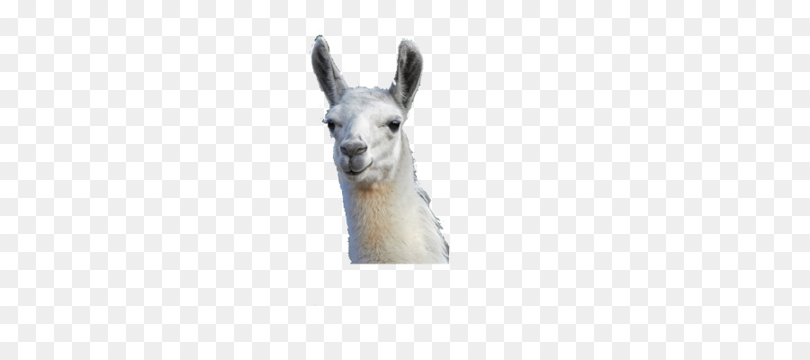 Llama，Alpaca PNG