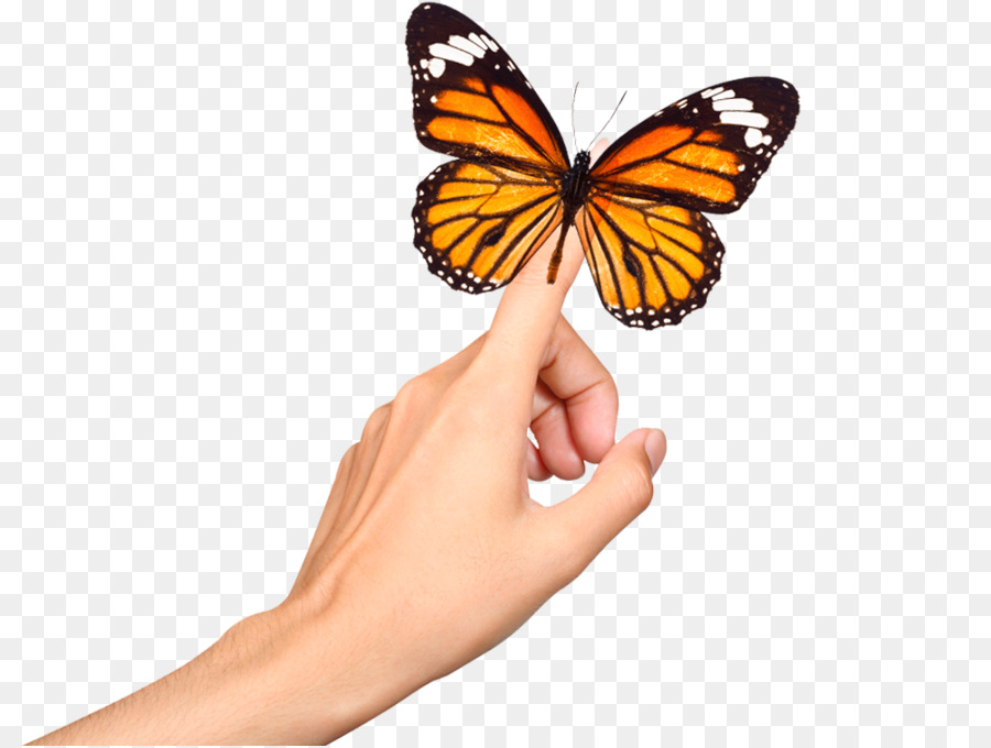 Mariposa，Mano PNG