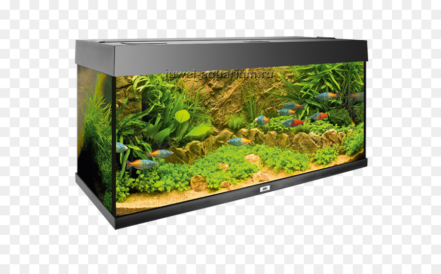 Acuario，Las Plantas Acuáticas PNG