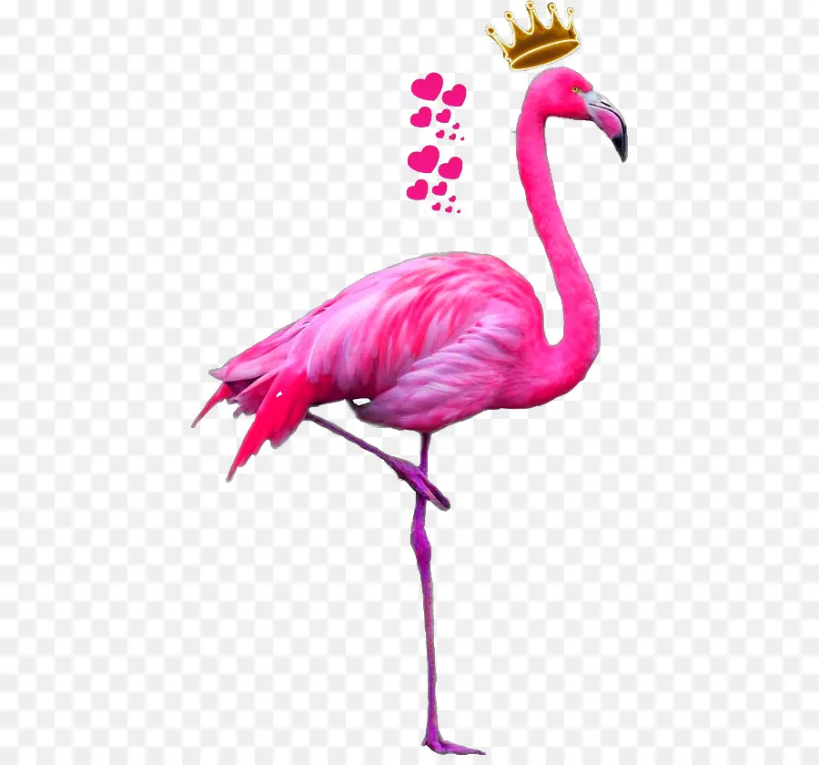 Pájaro，Flamingo PNG