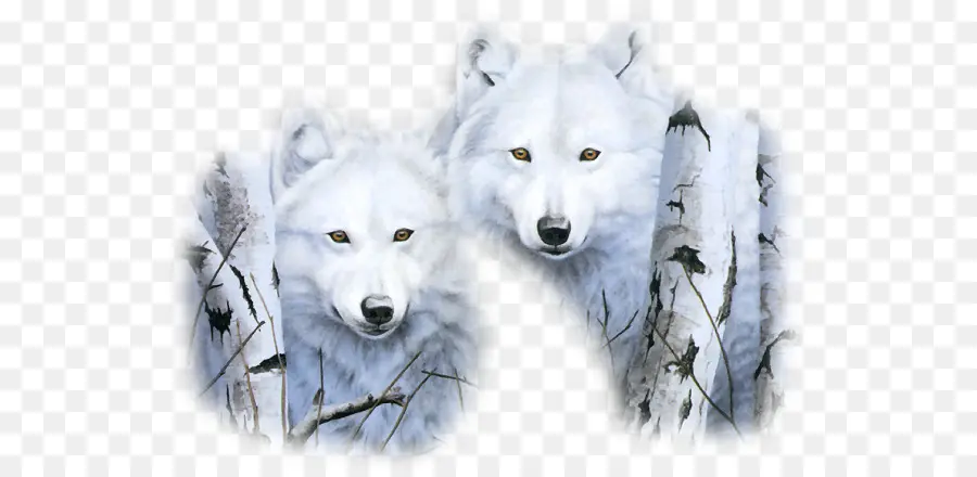 Lobos Blancos，Bosque PNG