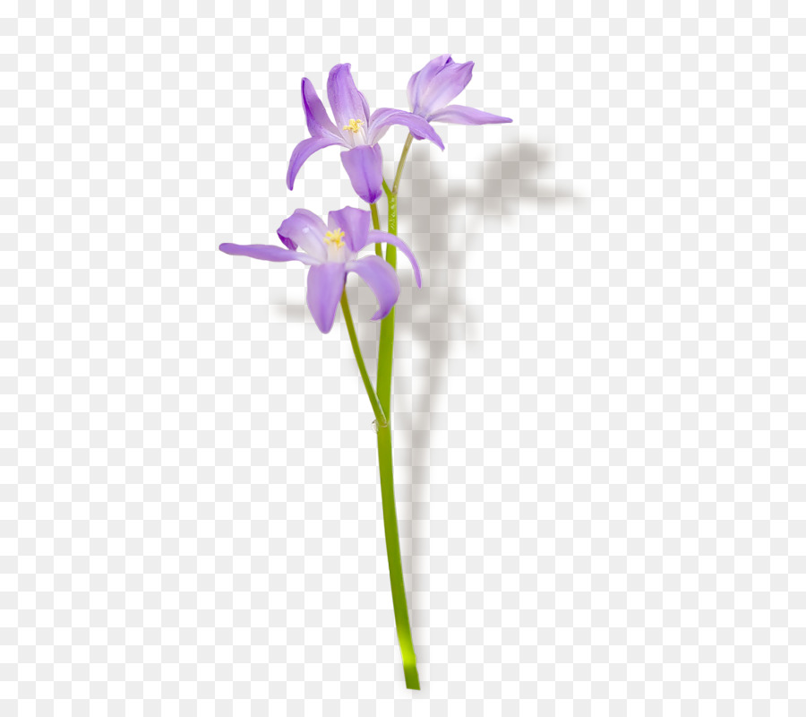 Nombre De Día，Violeta PNG