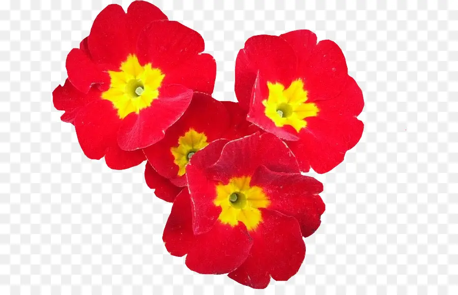 Rojo，Flor PNG