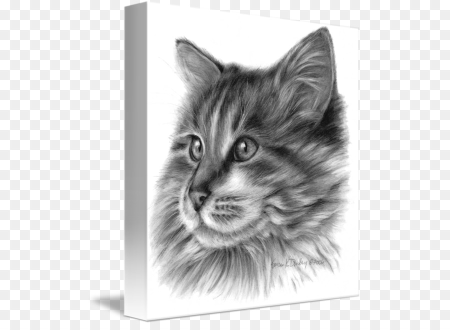 Maine Coon，Gato Del Bosque De Noruega PNG