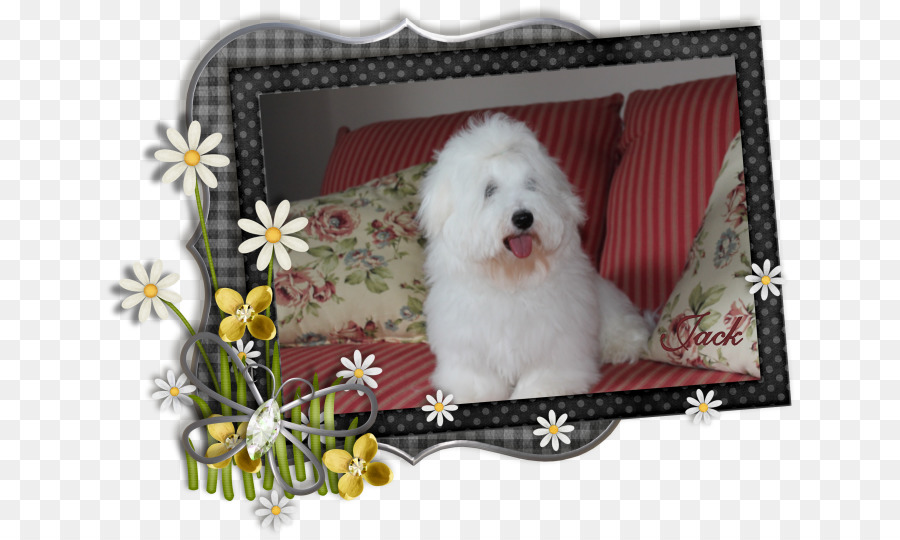 Maltés Perro，Havanese Perro PNG