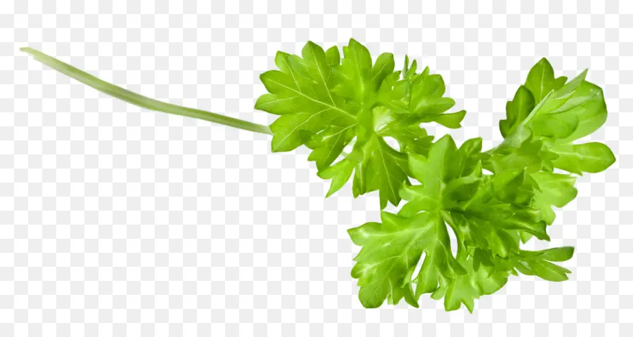 Cilantro，Decorar PNG