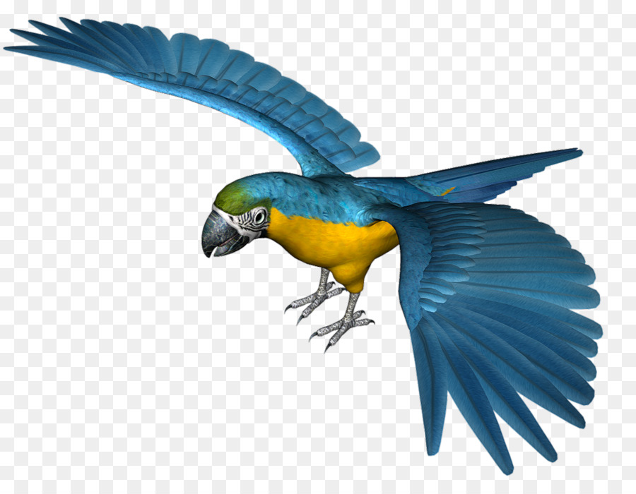 Parrot，Pájaro PNG