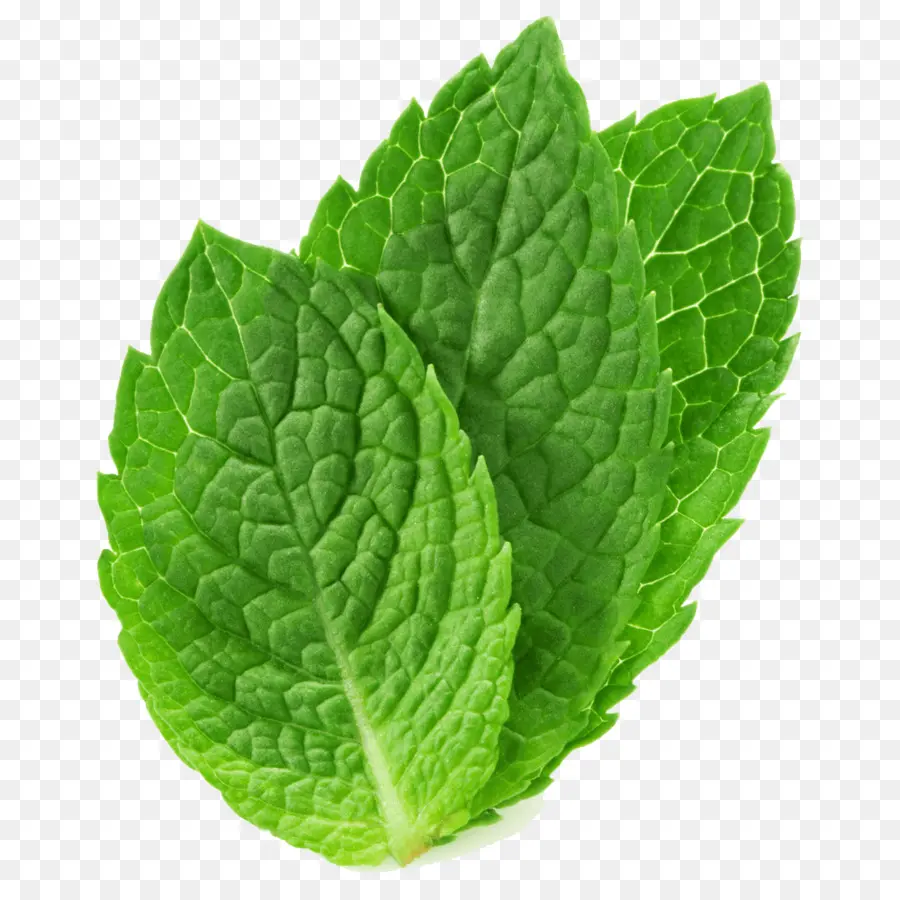 Menta，Mentha Spicata PNG