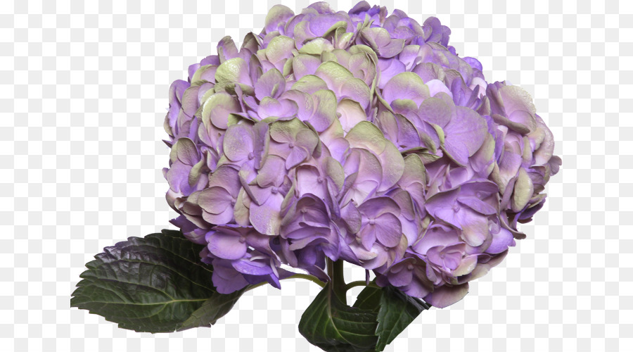 Hortensia，Púrpura PNG