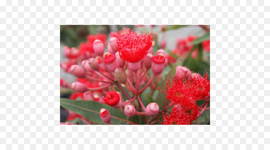 Corymbia Ficifolia，Los árboles De Goma PNG