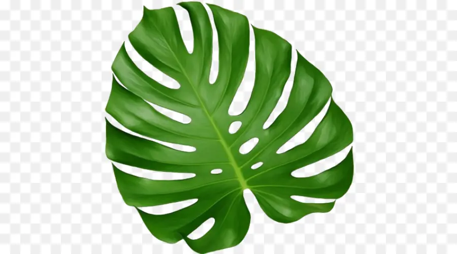 Hoja，Monstera PNG