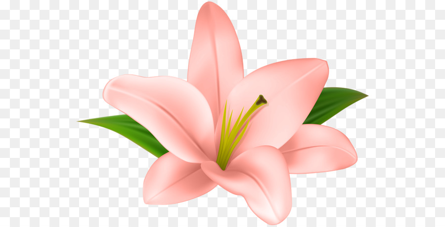 Flor，Rosa PNG