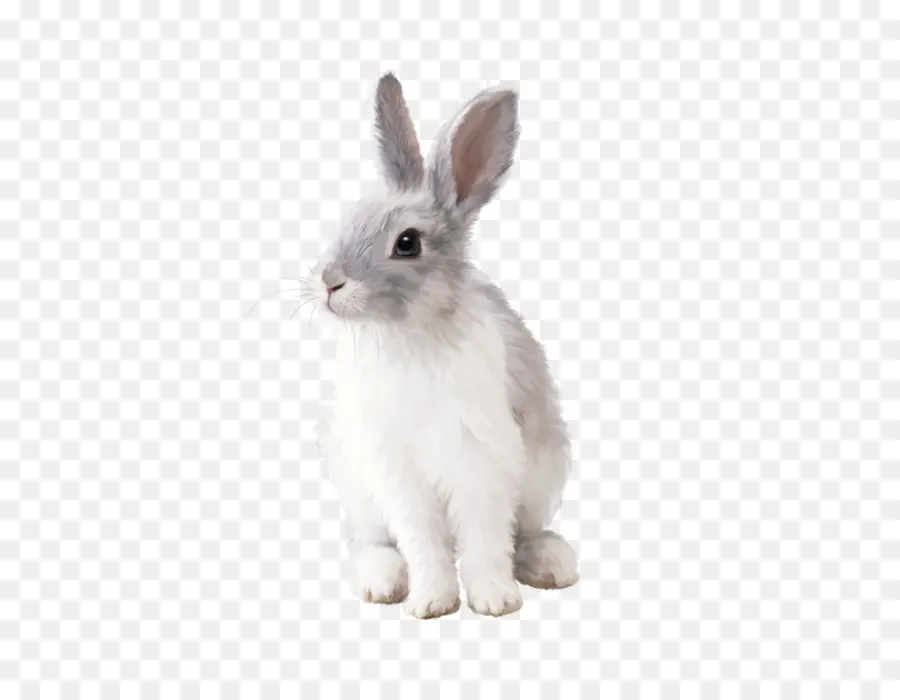 Conejo，Hare PNG