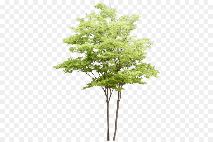 árbol，La Representación Arquitectónica PNG