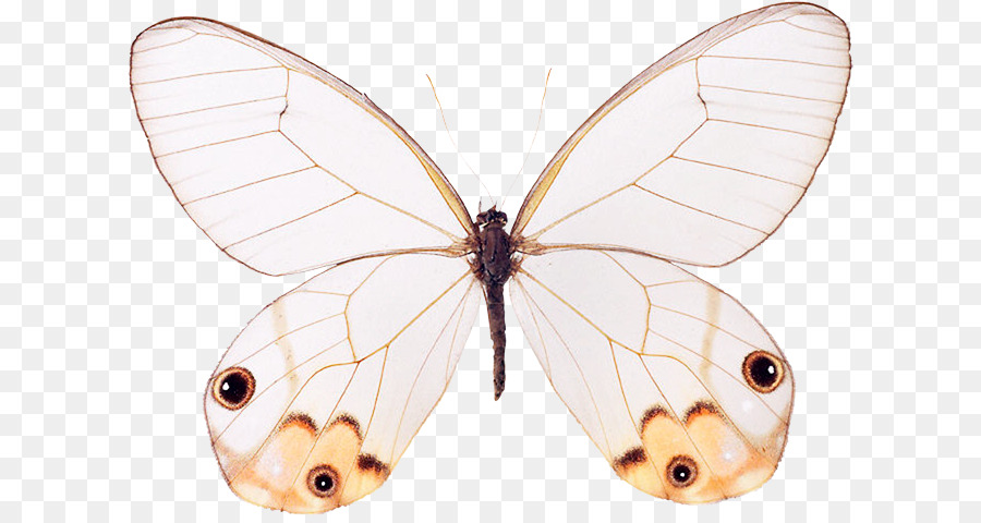 Mariposa Blanca，Alas PNG