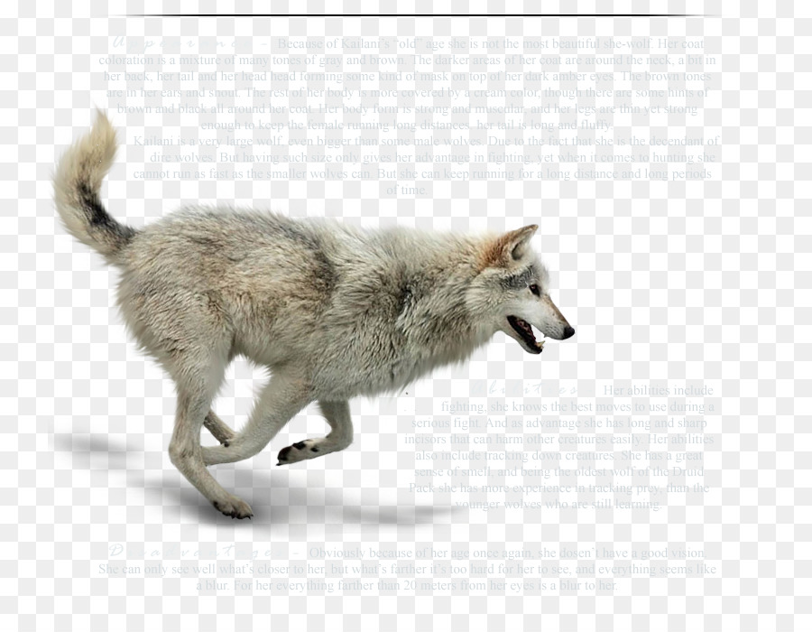 Lobo，Coyote PNG