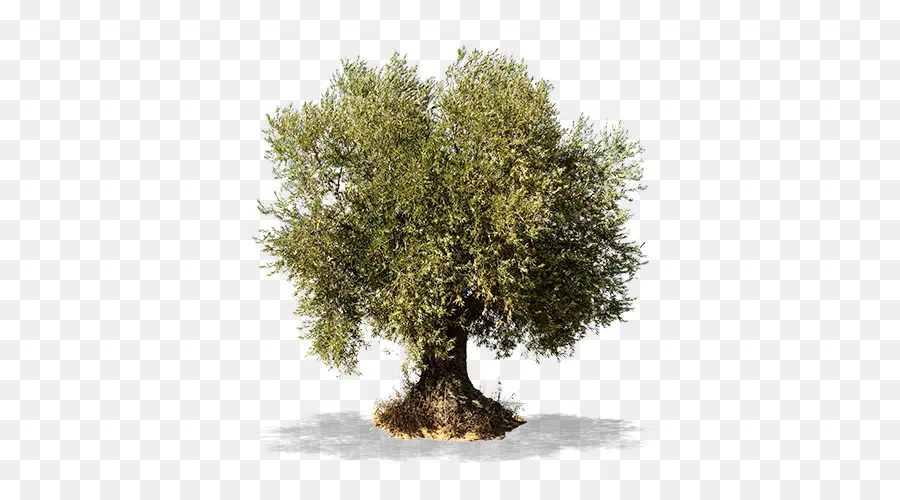 De Oliva，árbol PNG