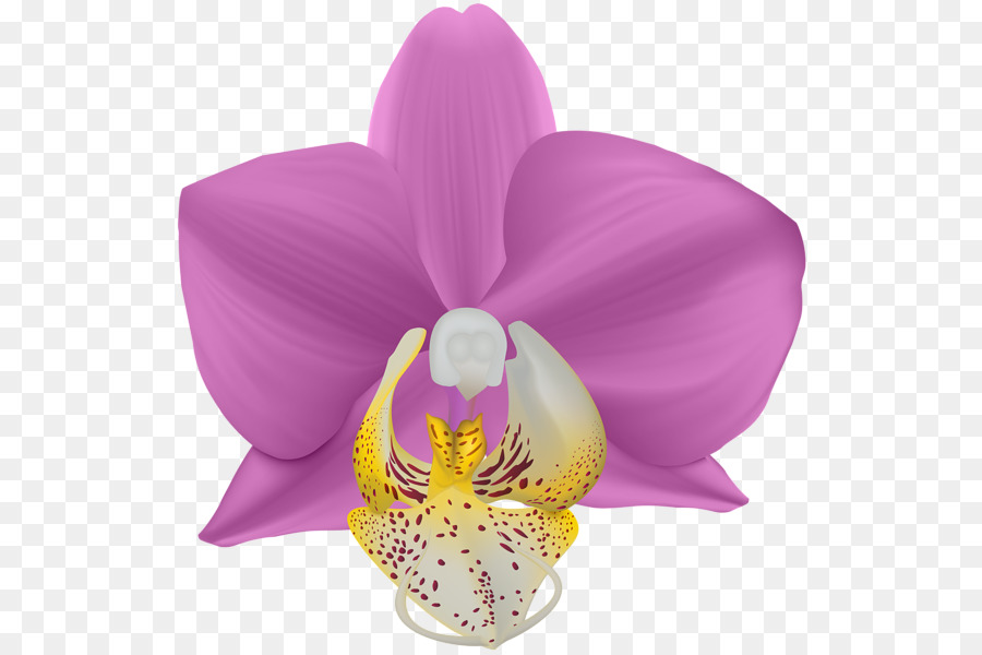 La Polilla De Las Orquídeas，Lila PNG