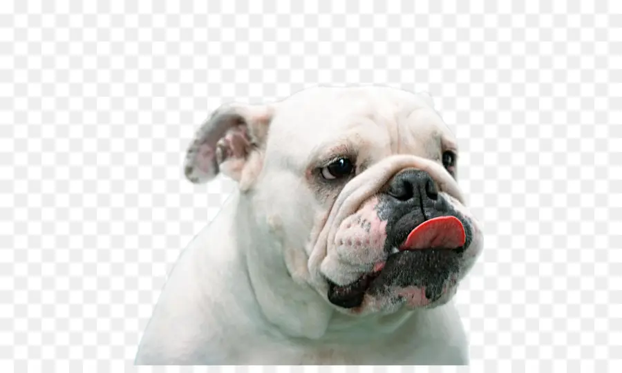 Bulldog，Toy Bulldog PNG