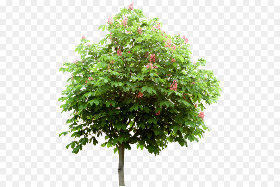 árbol，Rama PNG