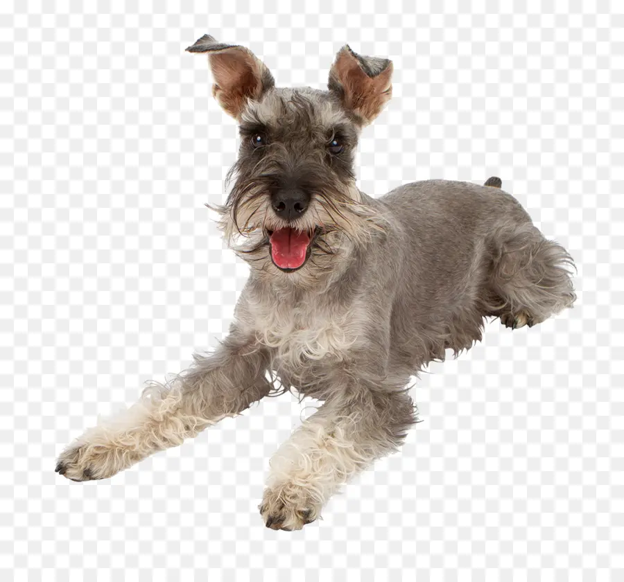 Schnauzer Miniatura，Caniche PNG