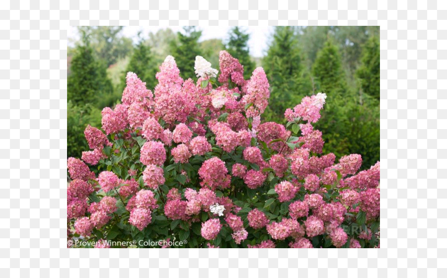 Panicled Hortensia，La Luz PNG