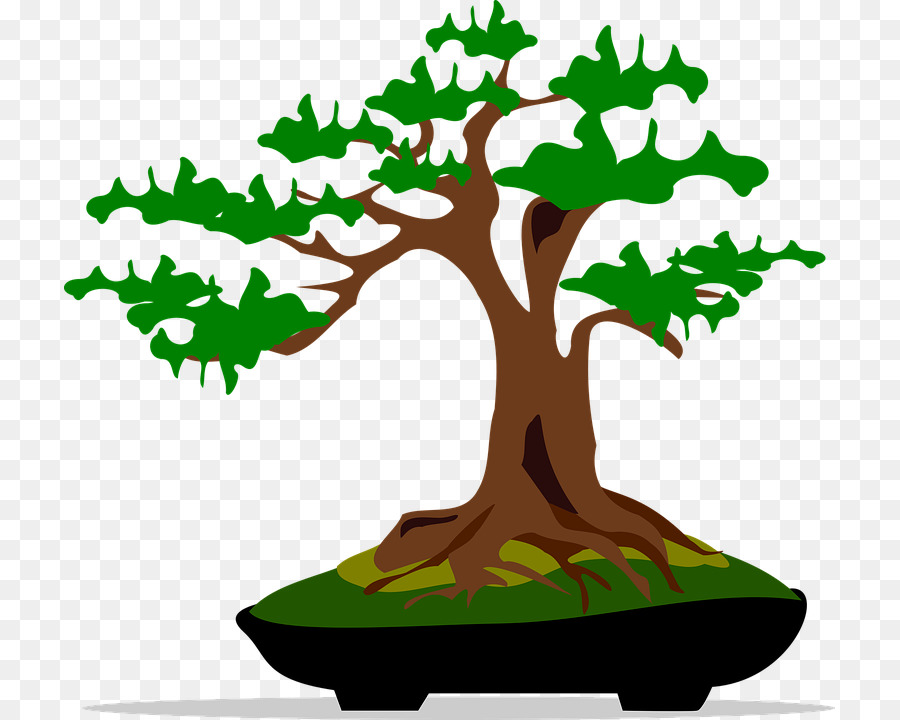 Bonsai，árbol PNG