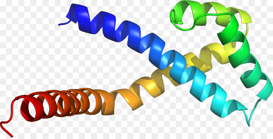 Hélice De Proteína，Molécula PNG