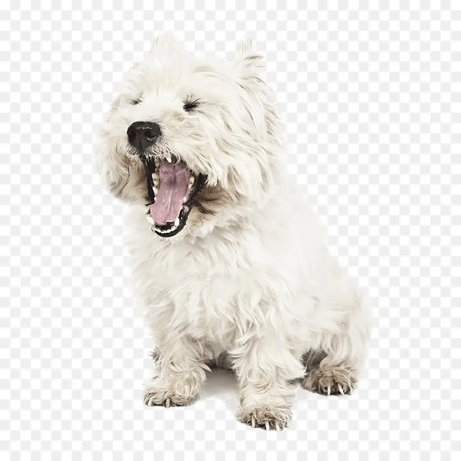 West Highland White Terrier，Glen Of Imaal Terrier PNG