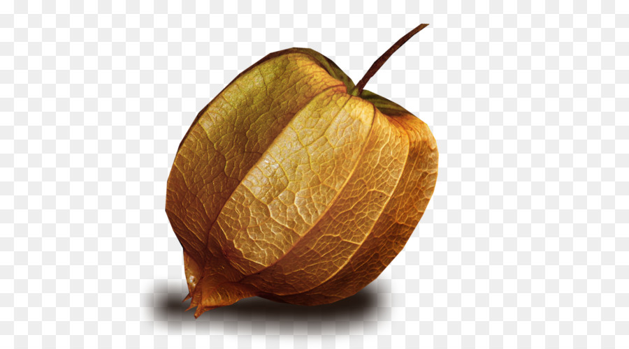 Linterna，Peruano Groundcherry PNG